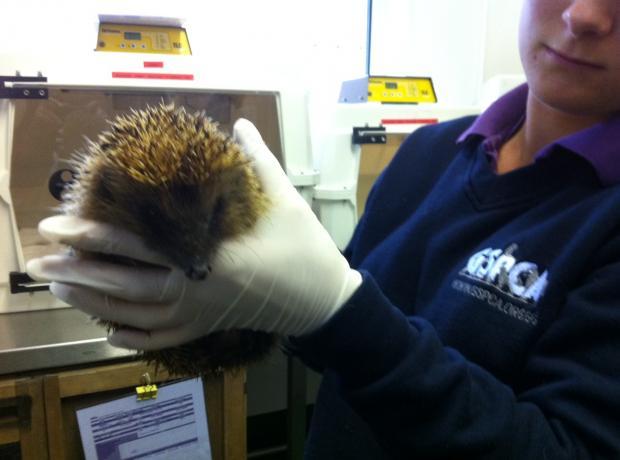 Not Too Late To Check You Bonfires For Hedgehogs And Other Wildlife ...